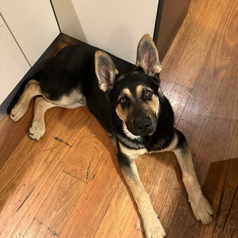 Handsome Large Black and Silver GSD puppy - trained and housebroken