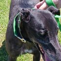 Greyhound dog for a loving home. -1