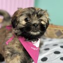 No/low shedding Maltese x Shih-Tzu pups only 9 weeks old  when listed-2