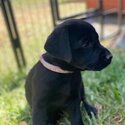 Purebred Labrador puppies - Available NOW-0