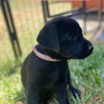 Purebred Labrador puppies - Available NOW