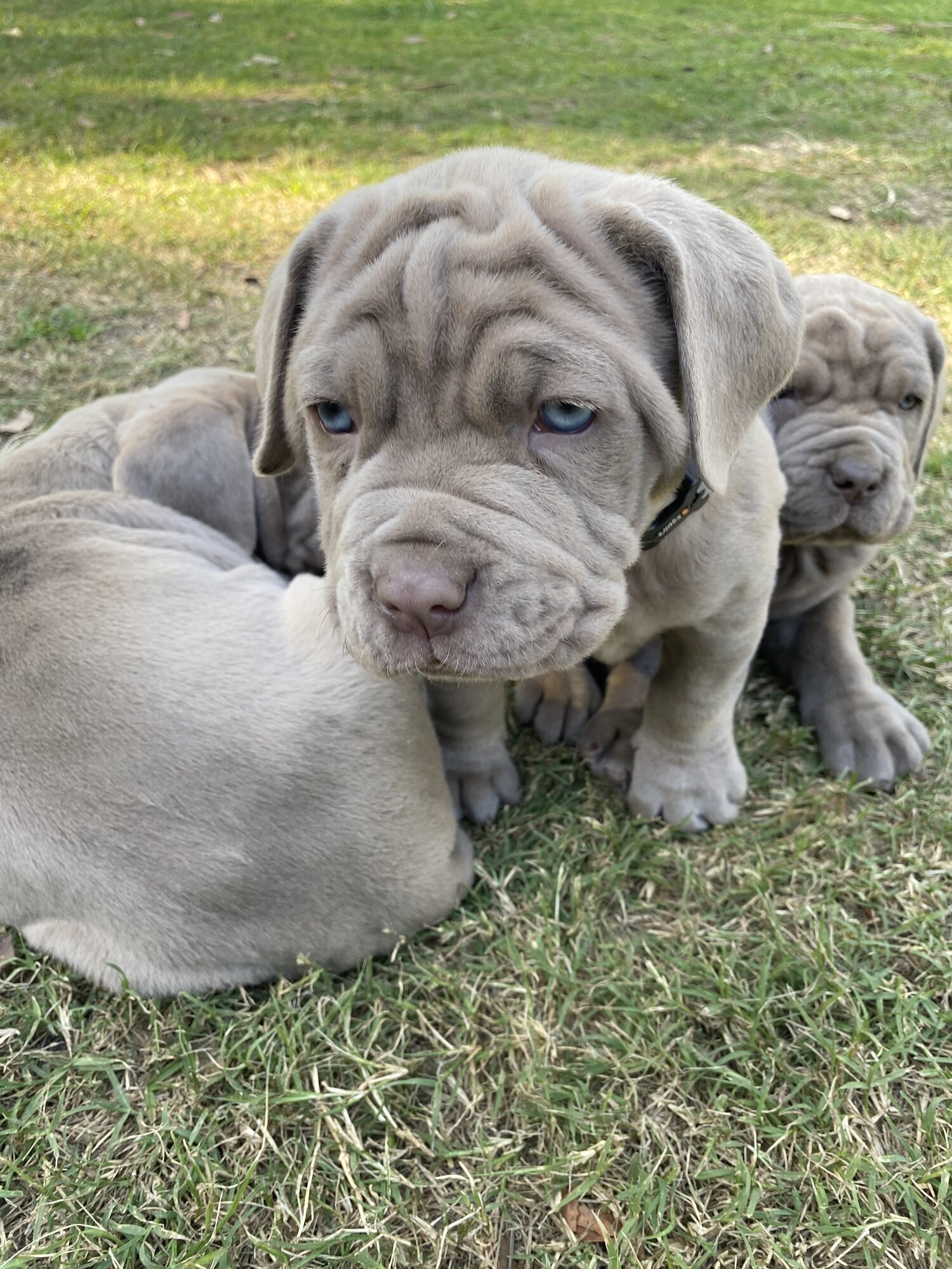 Neo mastiff