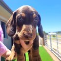 Mini smooth dachshund -1