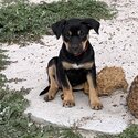 Purebred Australian Kelpie Puppies-5