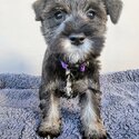 Miniature Schnauzer puppies-1