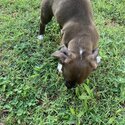 Staffy pup for sale -3