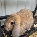 Mini Lop Rabbits-5