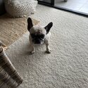 Lovable French Bulldog -2