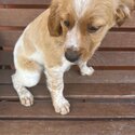 Brittany Dog for sale-1