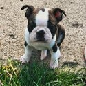 Healthy Gorgeous Boston Terrier Puppies-0