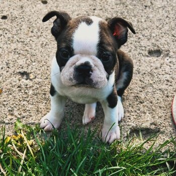 Healthy Gorgeous Boston Terrier Puppies