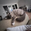 Grey and white ragdoll -0