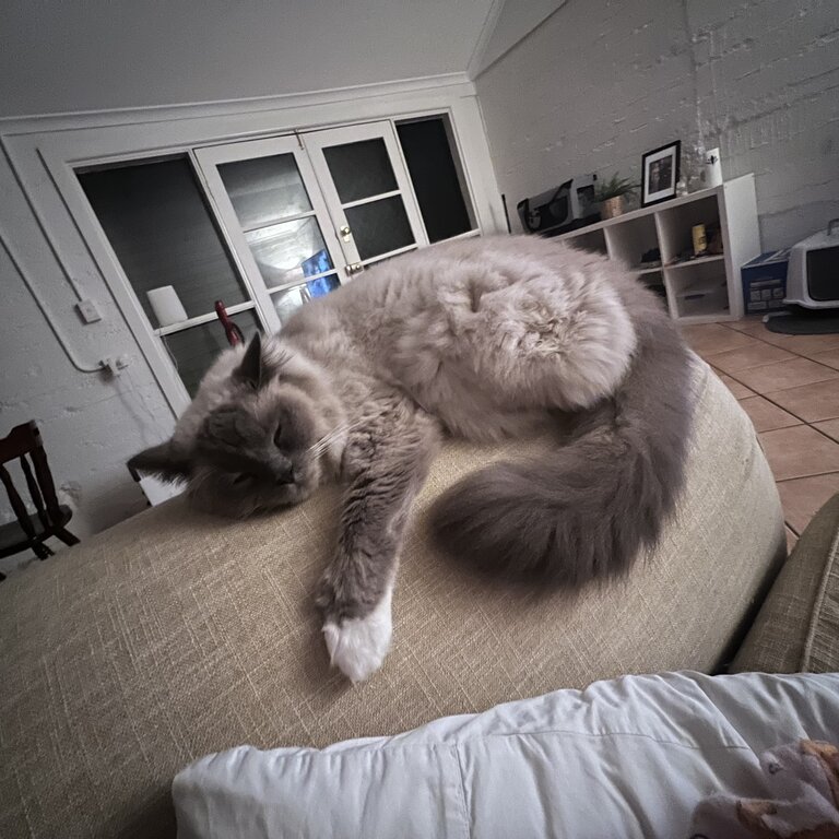 Grey and white ragdoll 