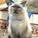 Ragdoll Cat ADOPTED JUST Can’t delete -2