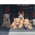 12 week old cattle dog puppies-1