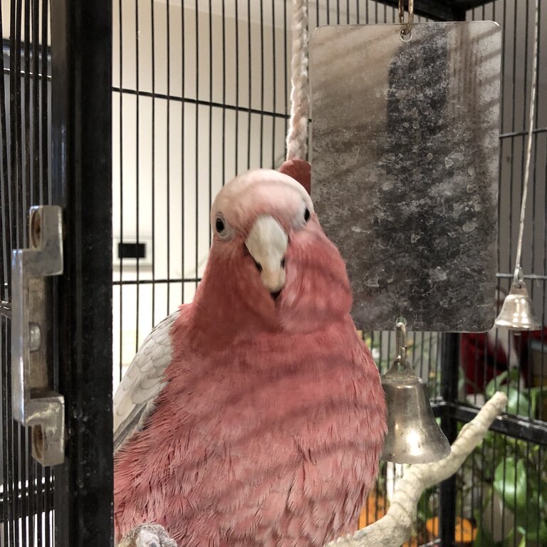 Male Galah