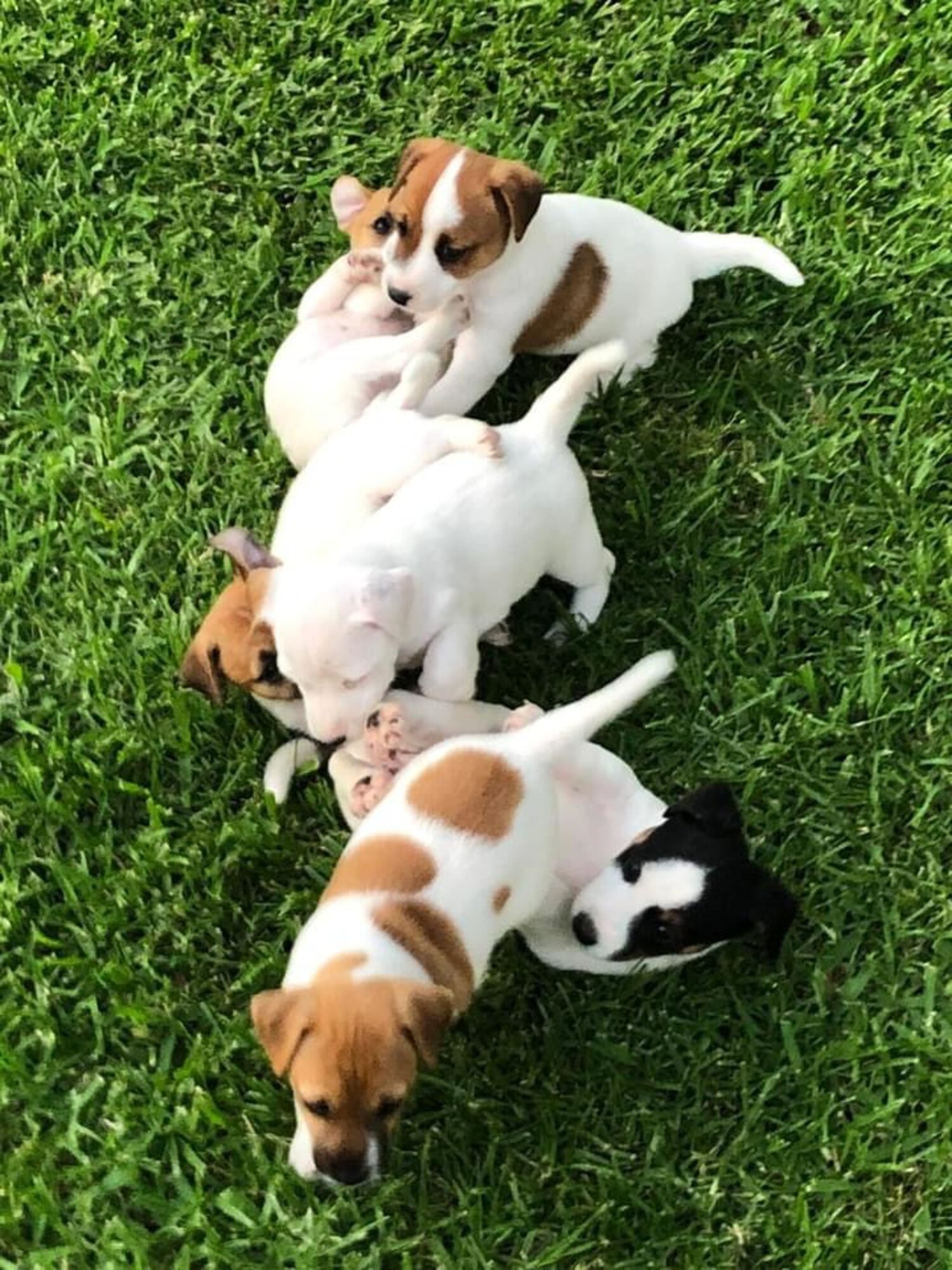 4 Jack Russel Puppies for Sale