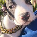 American staffy puppies for sale-2