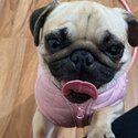 female adult pug-3