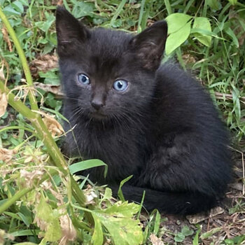 Adorable Tiny All Black Kittens With Blue Eyes (Only 3 left)