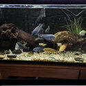 African Cichlid juvenile - variety of colour (SALE) -1