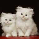 ADORABLE SOLID WHITE BLUE EYES CFA PERSIANS-0