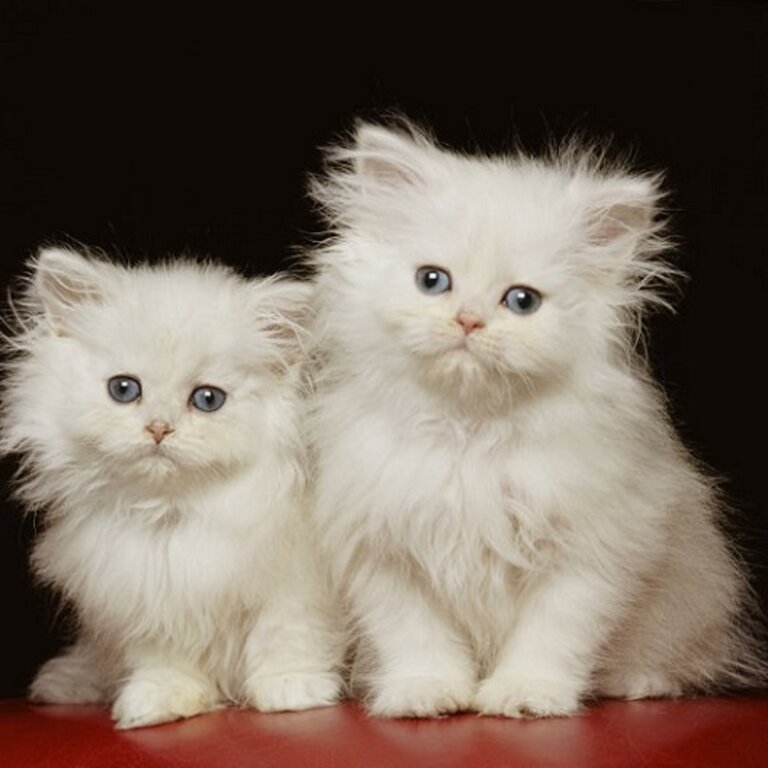 ADORABLE SOLID WHITE BLUE EYES CFA PERSIANS