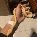 Albino Darwin Python size XL-1