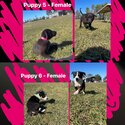 Border Collie x Cattle Puppies-3