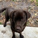 Free Labrador Retriever Dog-3