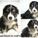 Australian Shepherd Purebred Puppies-4