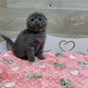 Four Grey Scottish Fold Kittens For Sale-0