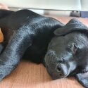 Pure-bred black Labrador  Sold-5