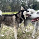 Purebred Siberian Husky Male – Rehome-1