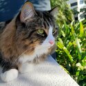 Domestic cat for sale in West End QLD-2