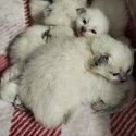 Ragamese kittens for sale (Ragdoll x Siamese)-3