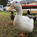 Ducks to go to a loving home -3