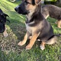 German shepherd puppies -1