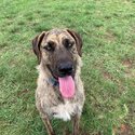 Irish wolfhound Cross - Odie -1