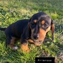 Female Dachshund pups with care packs included -0