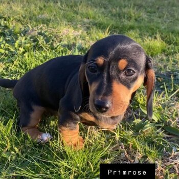 Female Dachshund pups with care packs included 