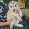 Shepsky Puppies x 8 - White Swiss Shepherd/Siberian Husky-2