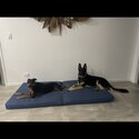 German Shepherd Dog-4