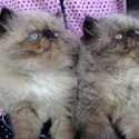 Himalayan Kittens Available-0