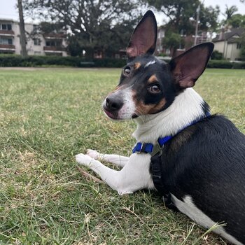 Energetic jack russel x mininfox terrier