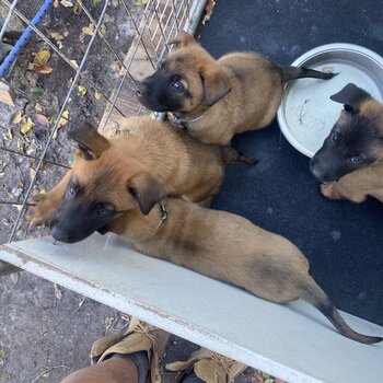 belgian malinois puppies 