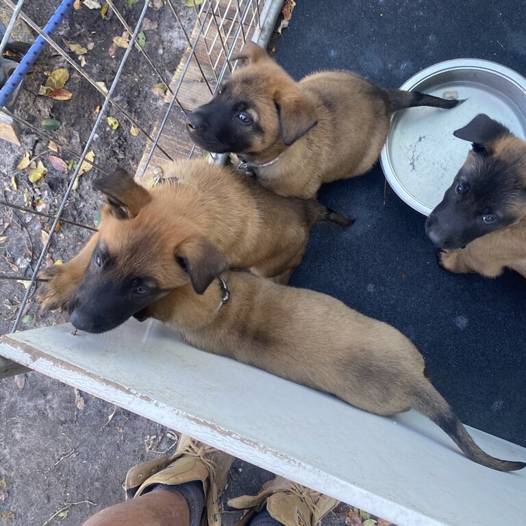 belgian malinois puppies 