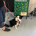 Border Collie cross-Female Pup-0