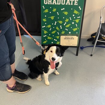 Border Collie cross-Female Pup