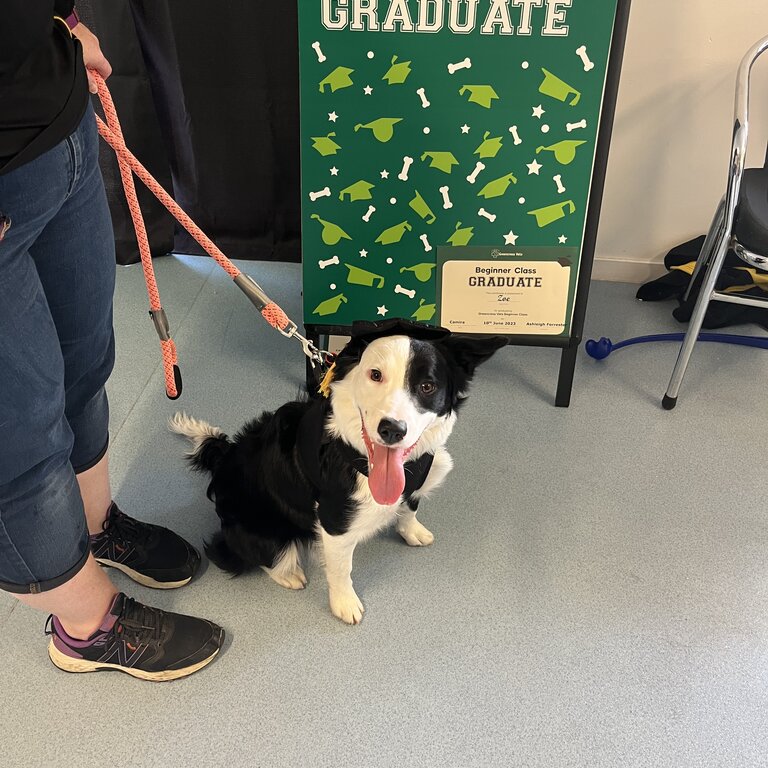 Border Collie cross-Female Pup